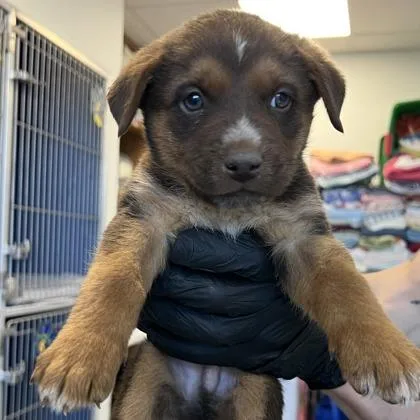 A young medium-sized male Cattle Dog dog named Dumpling for adoption in Phoenix, AZ