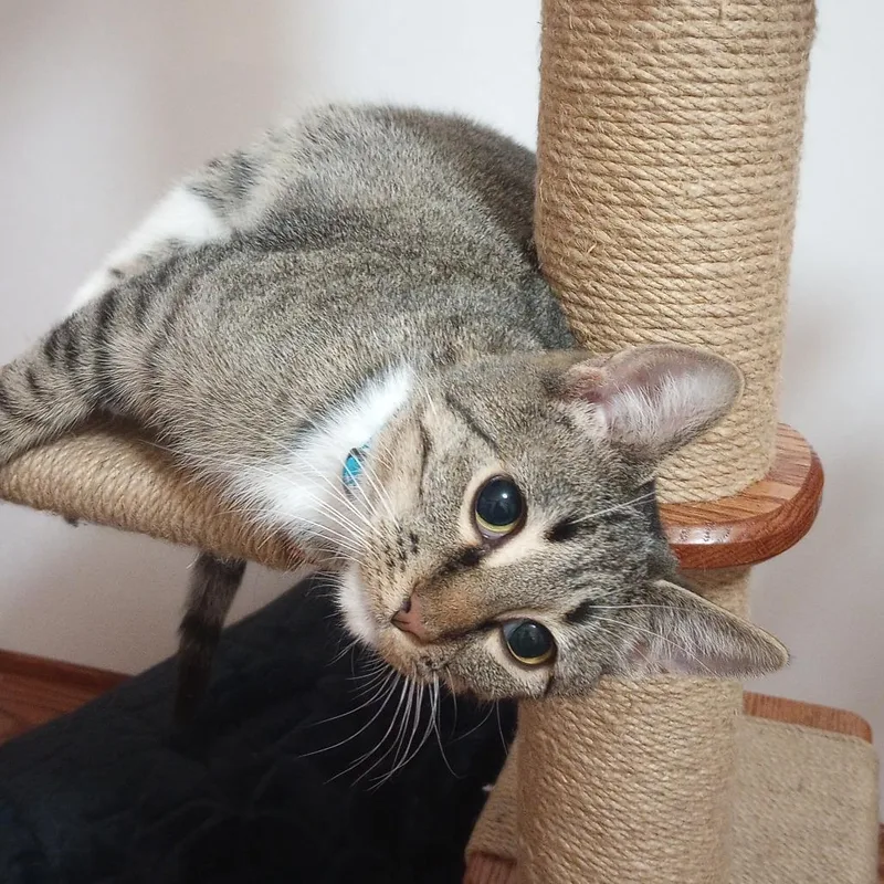 An adult small-sized female Brown / Chocolate Domestic Short Hair cat named Acadia for adoption in Sioux Falls, SD