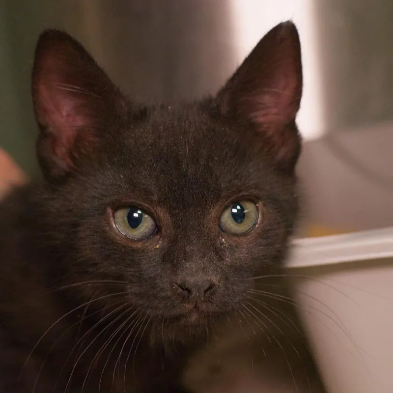 A baby medium-sized female Domestic Short Hair cat named Saba for adoption in Shoreline, WA