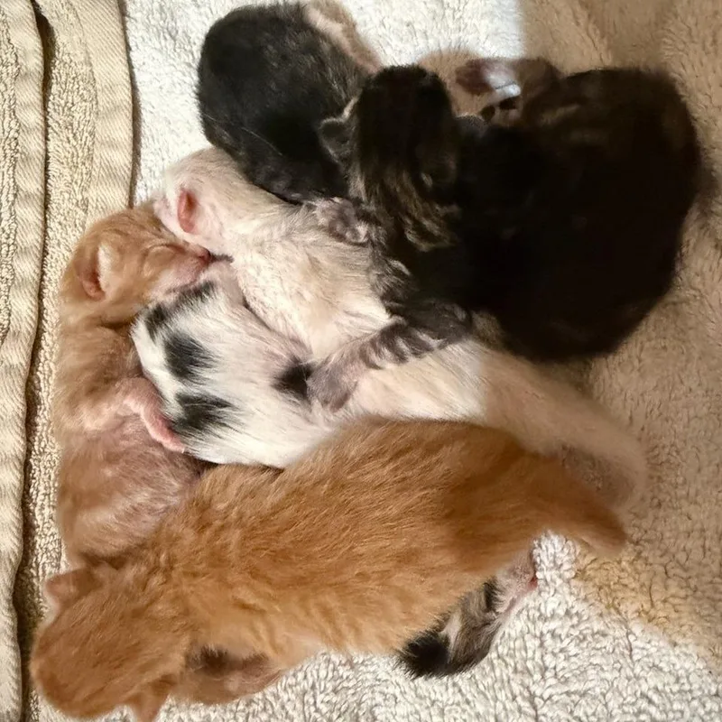 Peaches thumbnail 2