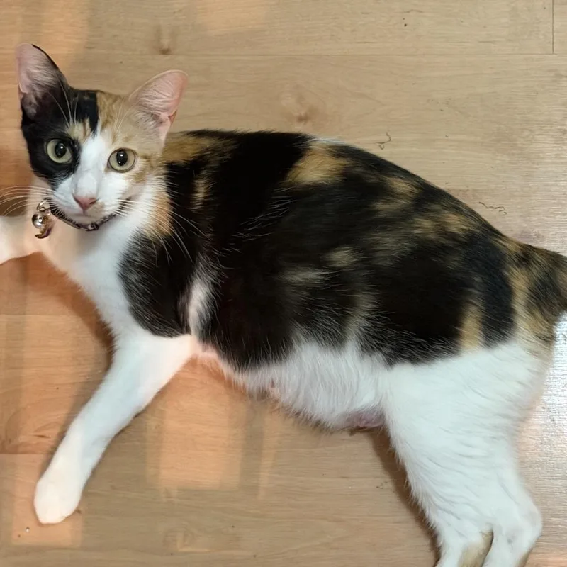 Peaches thumbnail 3