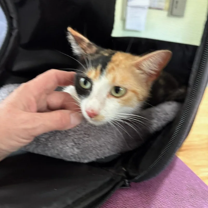 Peaches thumbnail 4