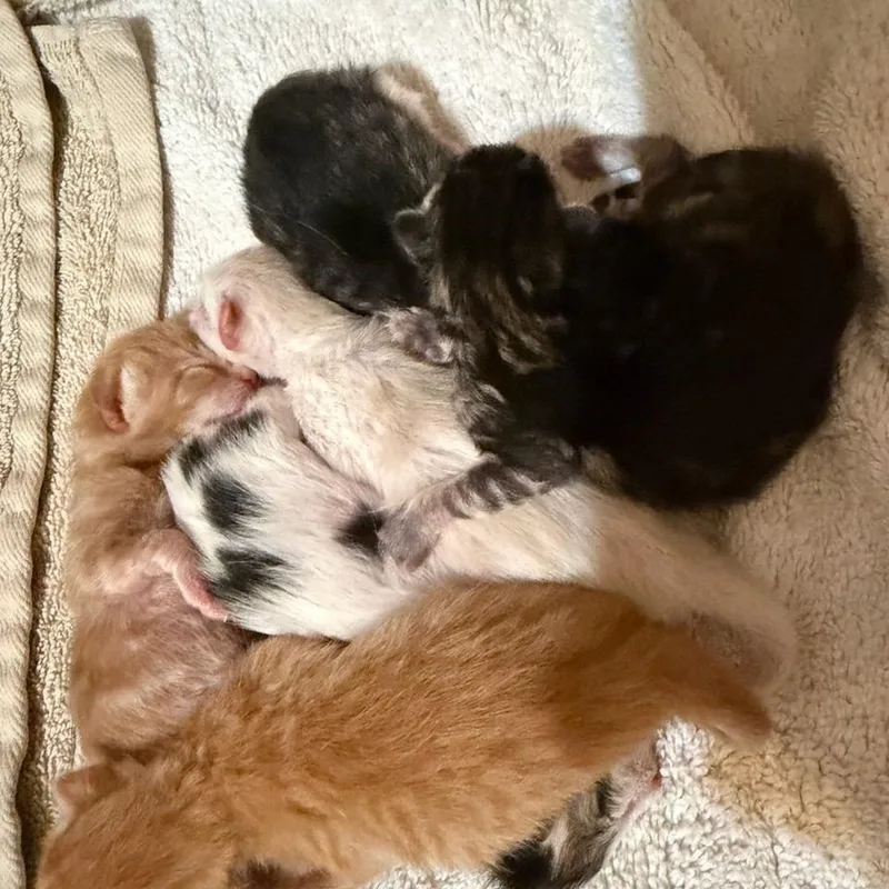 Peaches thumbnail 5