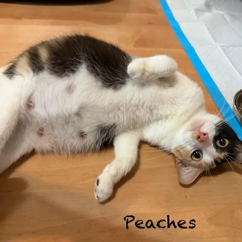 Peaches thumbnail 6