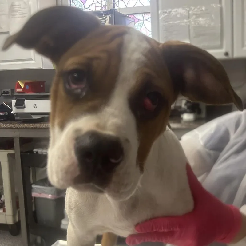 A baby small-sized male White / Cream English Bulldog dog named Quest for adoption in Greenville, SC