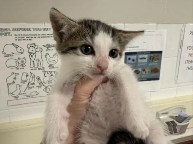 A baby medium-sized female Domestic Short Hair cat named Cherry for adoption in Chatsworth, CA