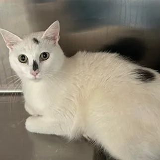 An adult large-sized male White Domestic Short Hair cat named Harley for adoption in Knoxville, TN