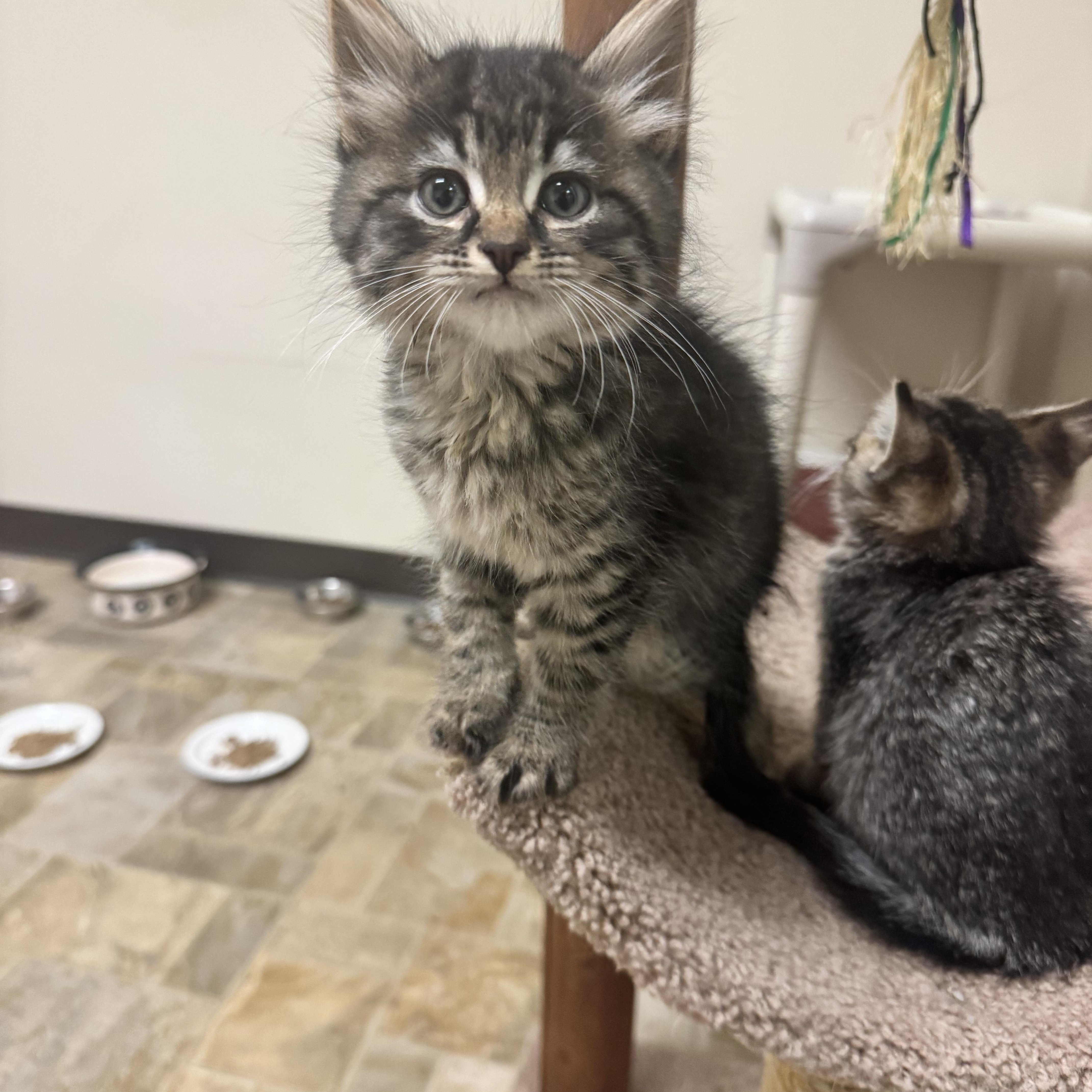 A baby medium-sized male Tabby (Brown / Chocolate) Domestic Long Hair cat named Matcha for adoption in Dodgeville, WI