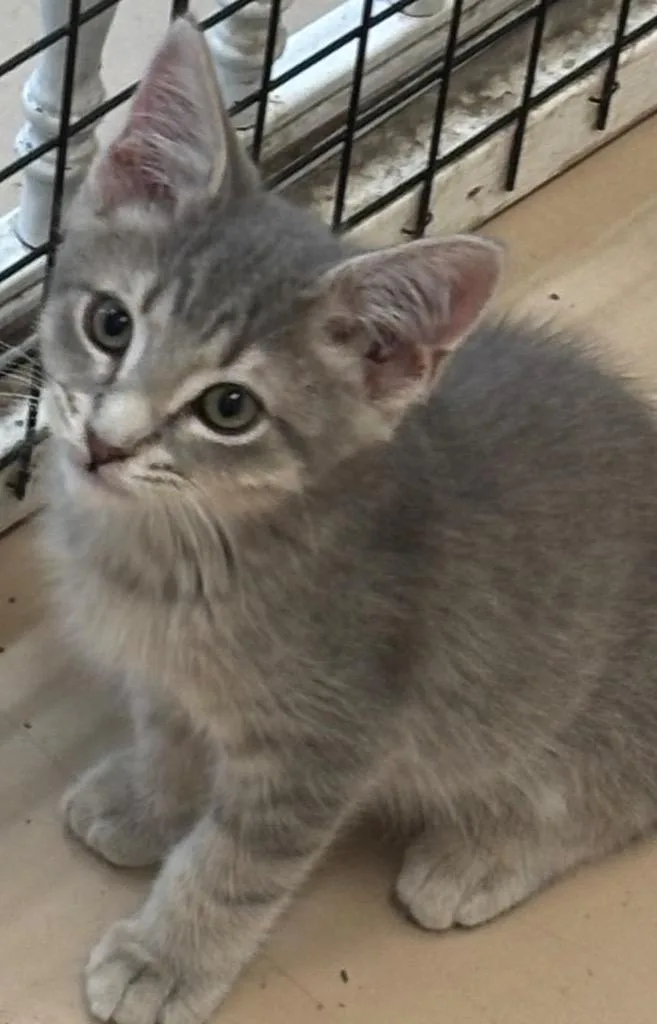 A baby small-sized male Domestic Short Hair cat named Noodle for adoption in Elizabethton, TN