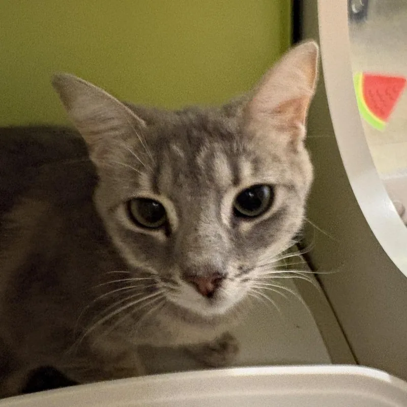 An adult medium-sized female Gray / Blue / Silver Domestic Short Hair cat named Willow for adoption in Temecula, CA