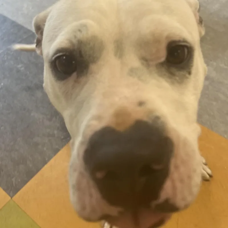 An adult medium-sized female White / Cream Mixed Breed dog named Sarabi for adoption in Philadelphia, PA
