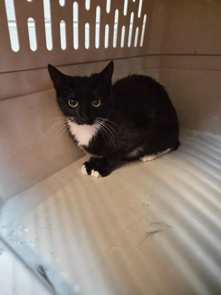 A young medium-sized female Domestic Short Hair cat named Yowlanda for adoption in Rome, GA