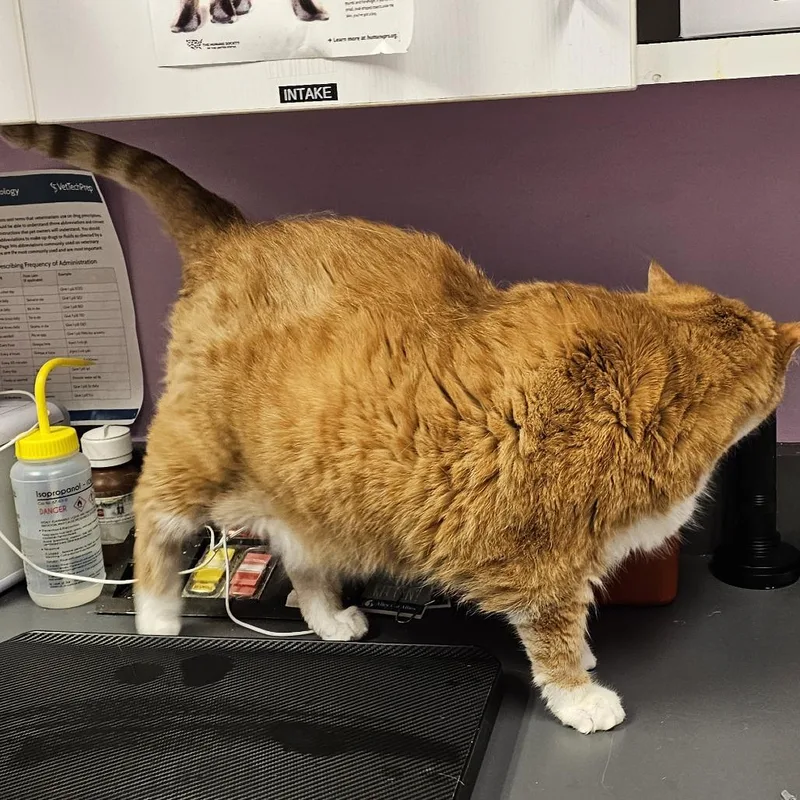 A senior extra large-sized male Orange / Red American Shorthair cat named Charlie for adoption in Cedar Rapids, IA