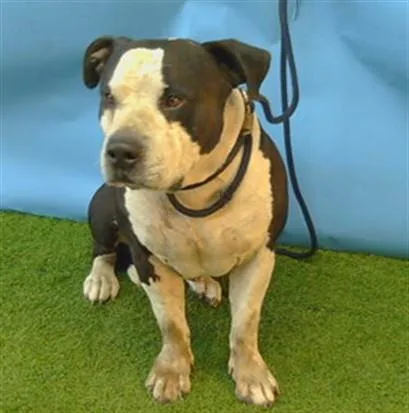 An adult large-sized male Pit Bull Terrier dog named Rambo for adoption in Gardena, CA