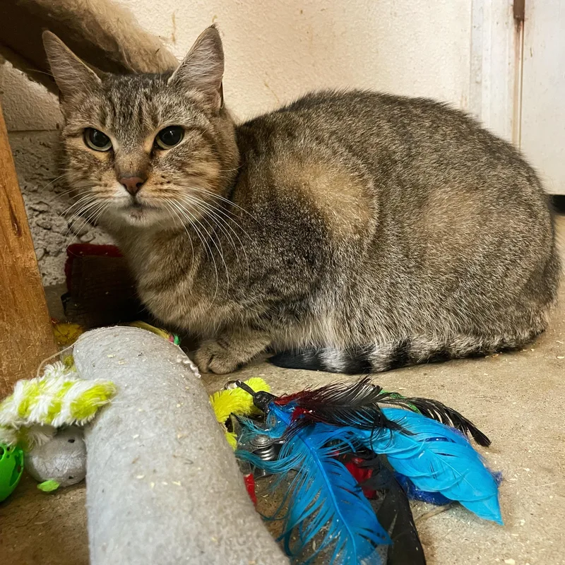 An adult medium-sized female Tabby (Gray / Blue / Silver) Abyssinian cat named Darby for adoption in Stanwood, WA
