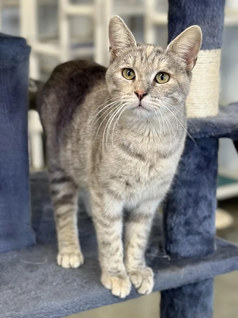 Felicity thumbnail 2