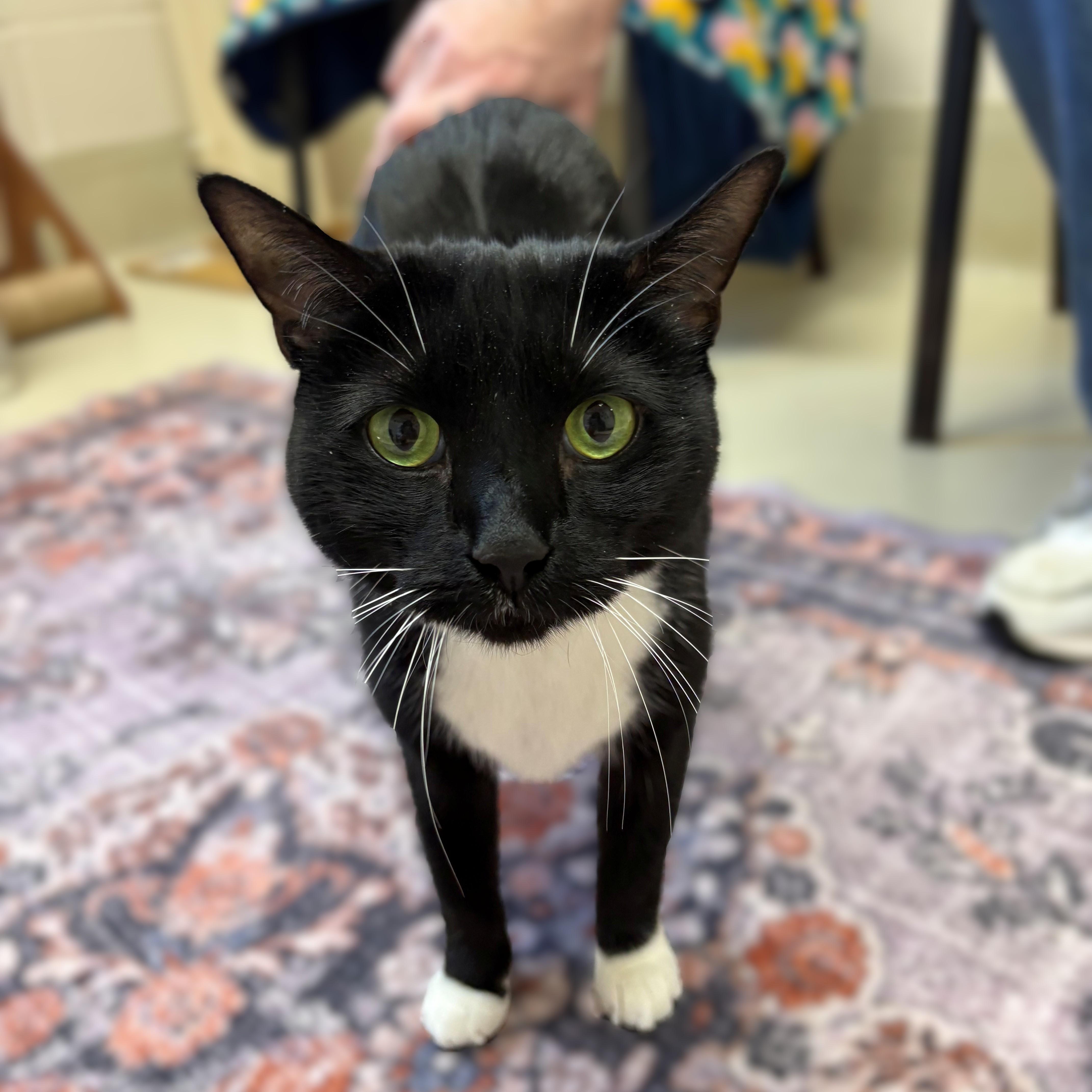 A senior medium-sized female Black & White / Tuxedo Domestic Short Hair cat named Fancy for adoption in Columbia, MD