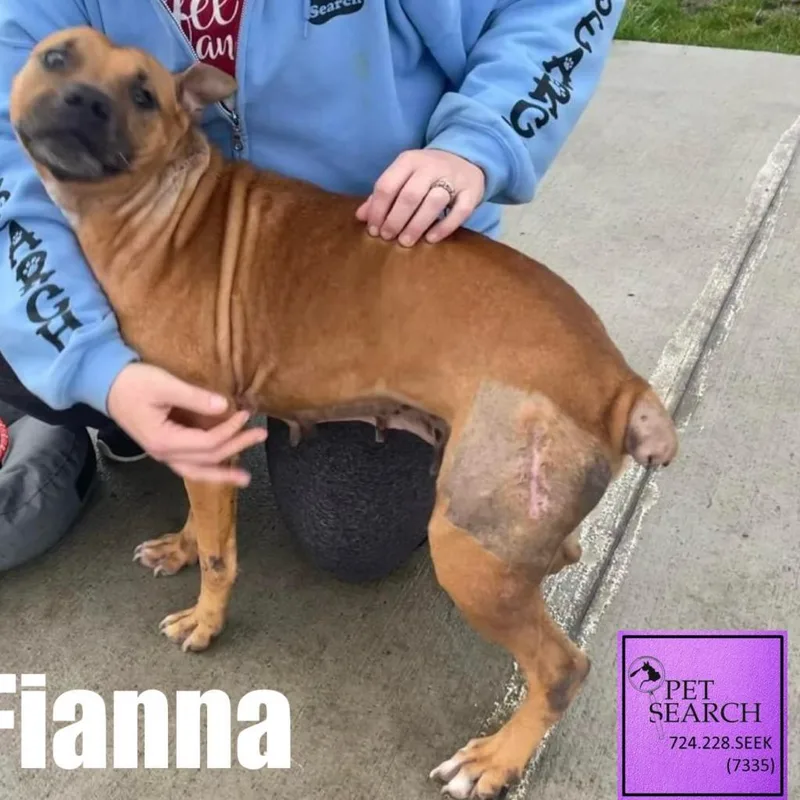 Fianna thumbnail 3