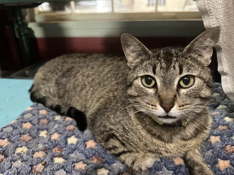 Little Miss thumbnail 2