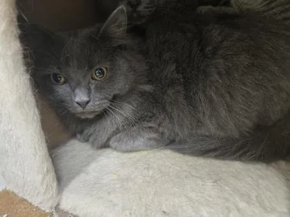 Kalvin Of thumbnail 2