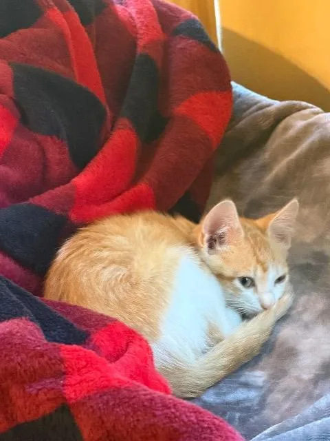 A baby medium-sized female Domestic Short Hair cat named Princess Peach for adoption in New Braunfels, TX