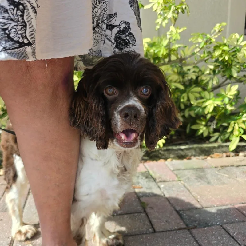 A senior small-sized female Red / Chestnut / Orange Mixed Breed dog named Tina for adoption in Naples, FL