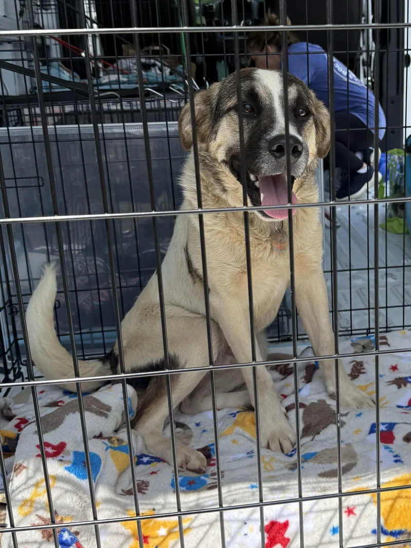 An adult medium-sized male Great Pyrenees dog named Ernie for adoption in Springville, NY