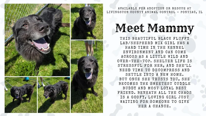 An adult large-sized female Labrador Retriever dog named Mammy for adoption in Pontiac, IL