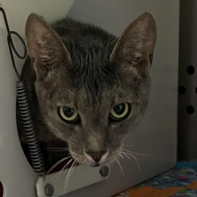 An adult large-sized male Gray / Blue / Silver Domestic Short Hair cat named Ashes for adoption in Baltimore, MD