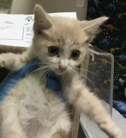 A baby small-sized female Domestic Short Hair cat named Wanda for adoption in Riverside, CA