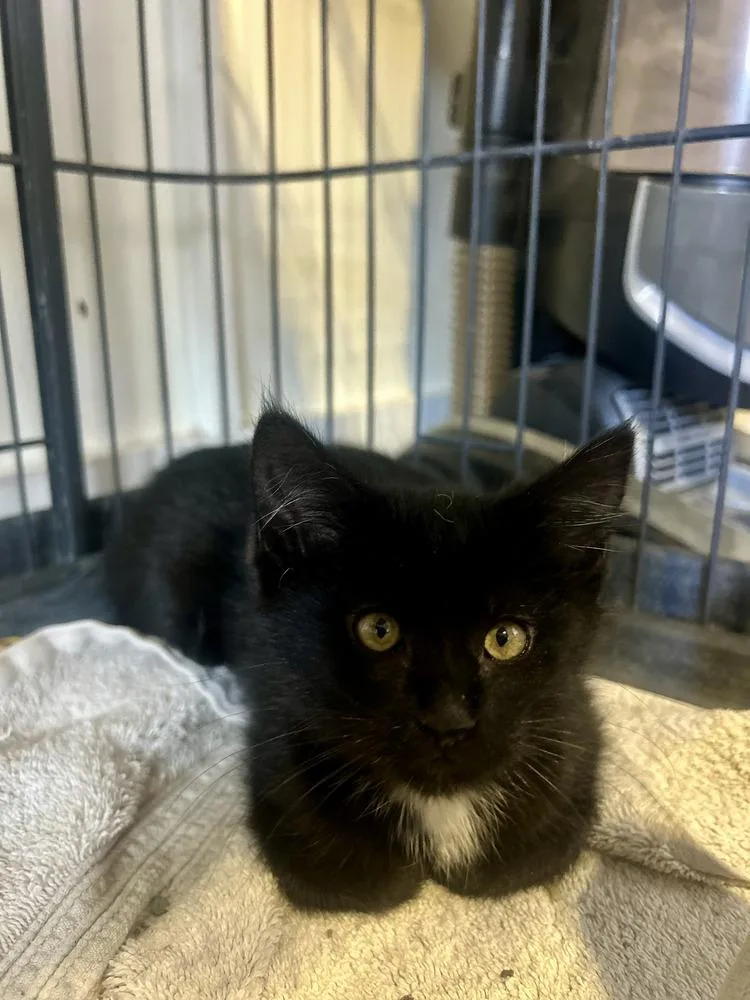 A baby medium-sized female Black & White / Tuxedo Domestic Short Hair cat named Ryn for adoption in Sedalia, CO