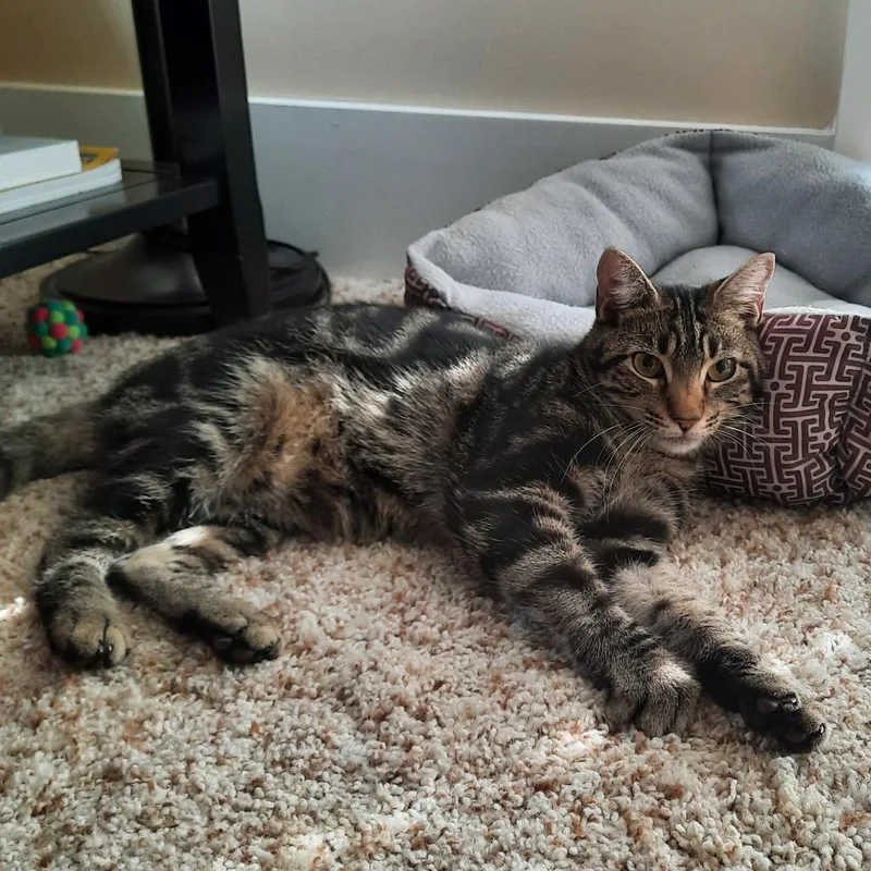 An adult large-sized male Gray / Blue / Silver Domestic Short Hair cat named Ab Larry for adoption in Freeport, FL