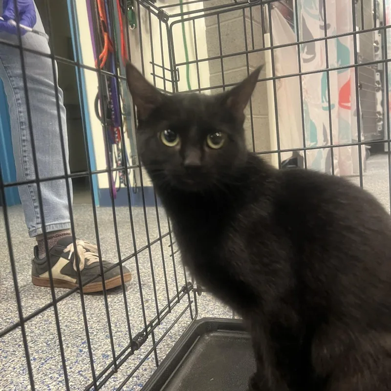 An adult medium-sized female Domestic Short Hair cat named Pixie for adoption in Port Townsend, WA