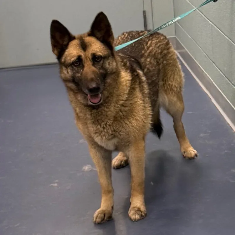 Guinevere thumbnail 2