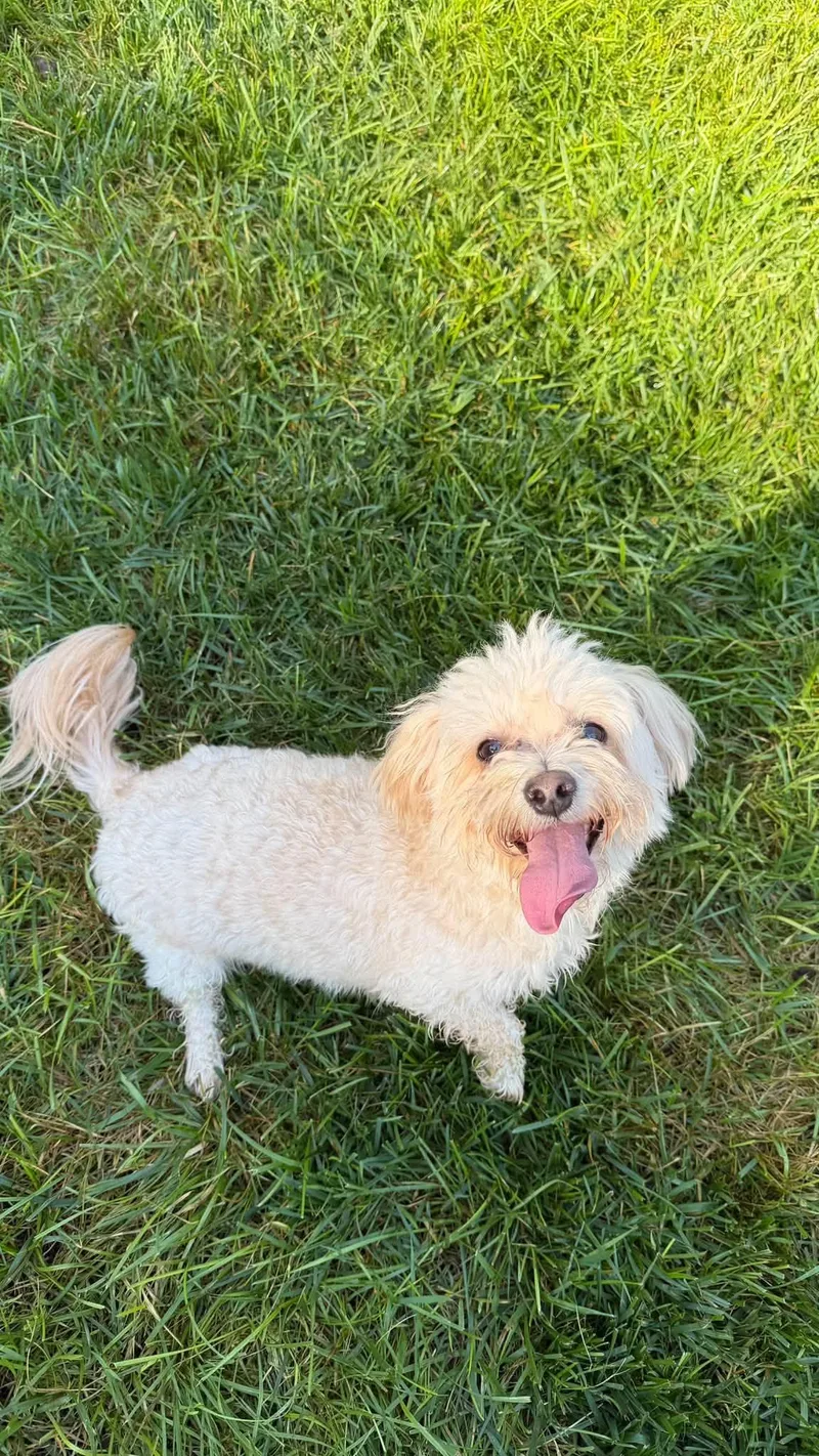 An adult small-sized male Bichon Frise dog named Marly for adoption in Knoxville, TN