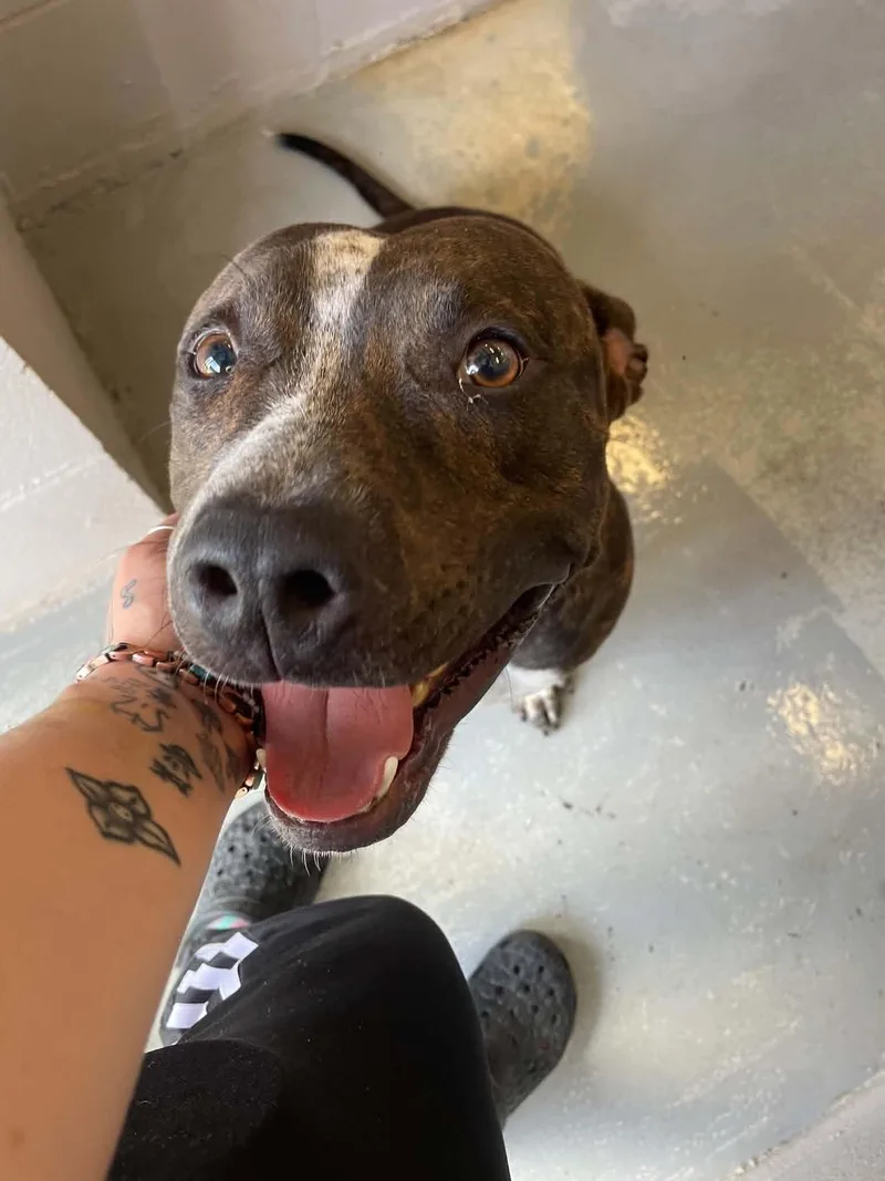 A young large-sized male Pit Bull Terrier dog named Big Dawg for adoption in Bishopville, SC