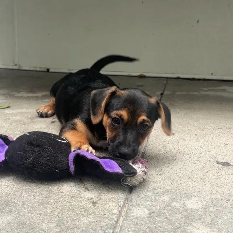 A baby small-sized male Dachshund dog named Boston Cream Pie for adoption in Los Angeles, CA