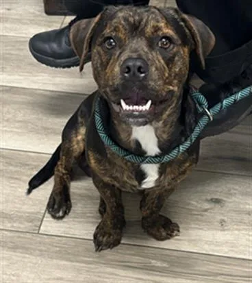 A young medium-sized male Pit Bull Terrier dog named Dawson for adoption in Redlands, CA