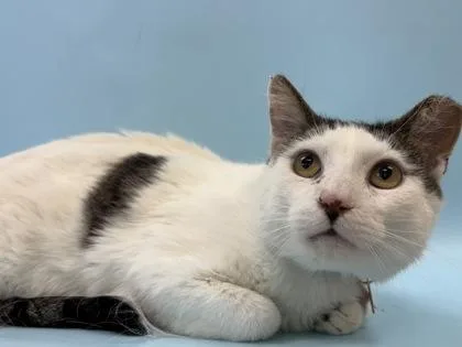 An adult small-sized male Domestic Short Hair cat named Clark for adoption in Woodbury, MN