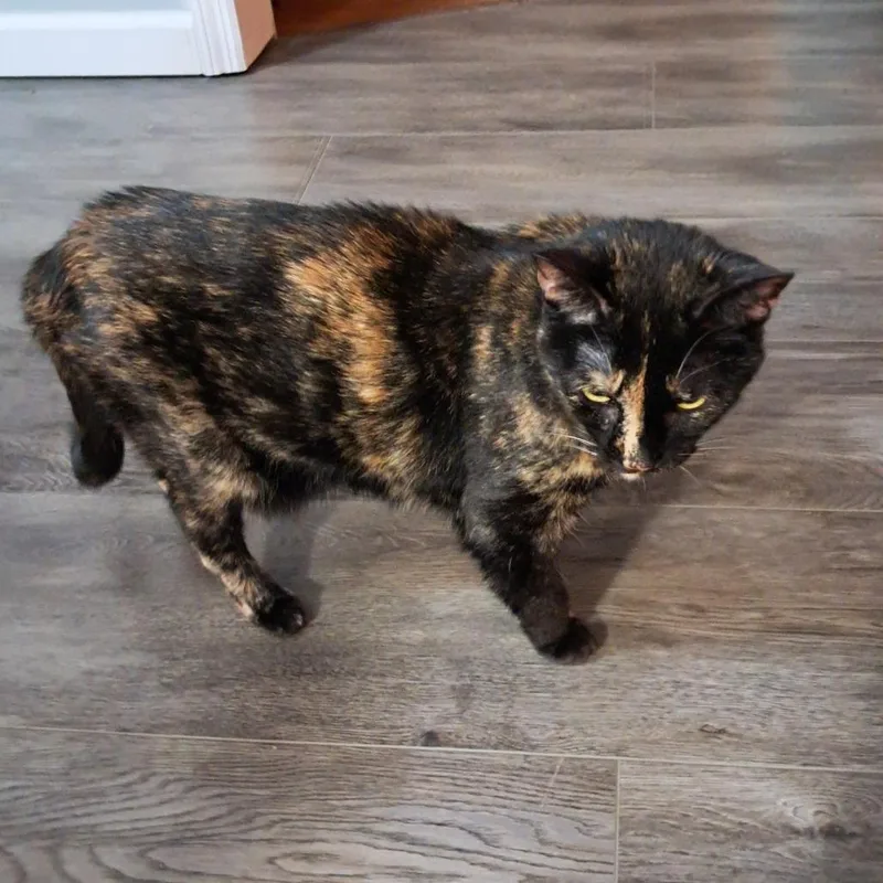 A senior medium-sized female Tortoiseshell Domestic Short Hair cat named Holly for adoption in Smithville, TN