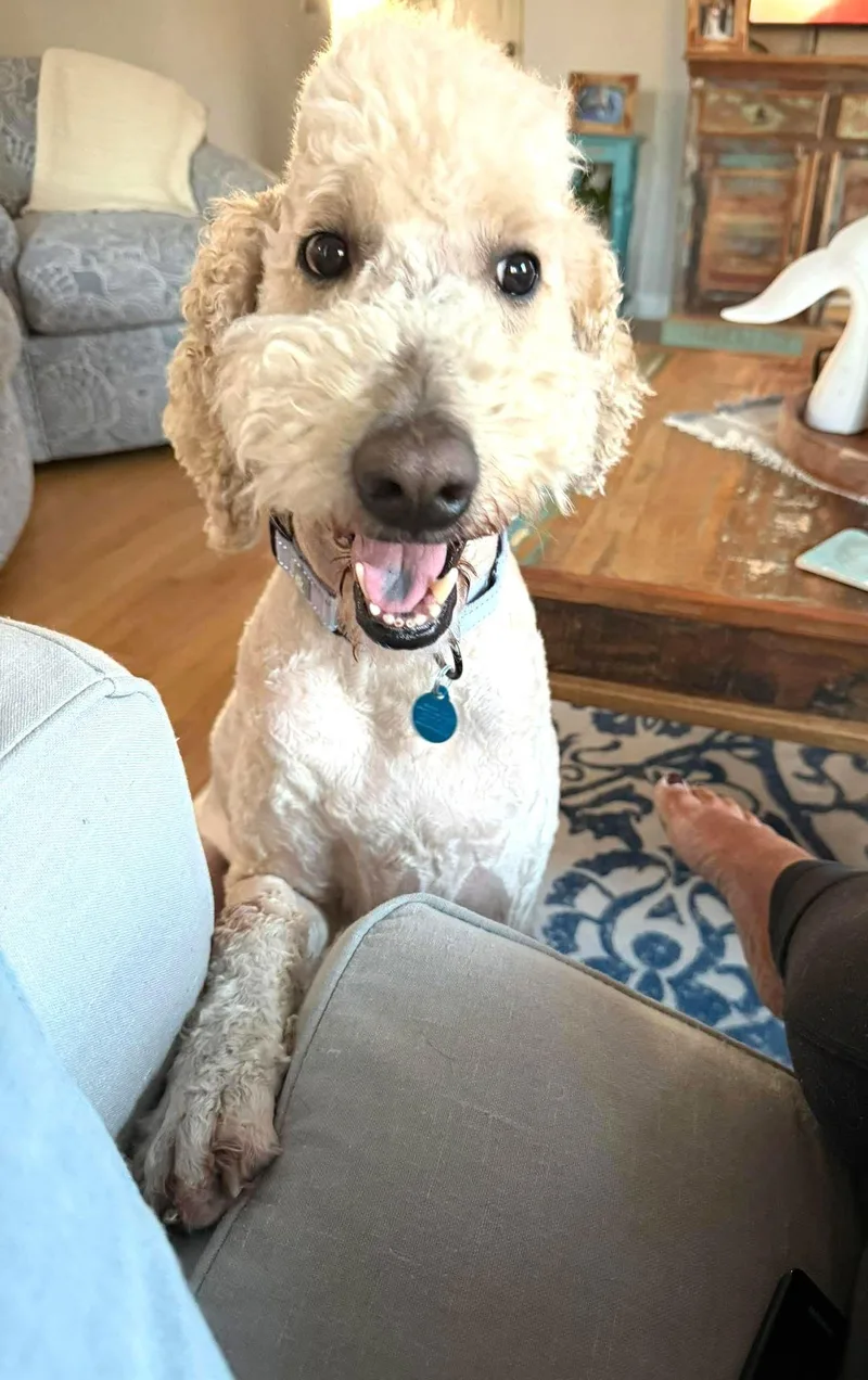 Fluffy Now Known As thumbnail 2