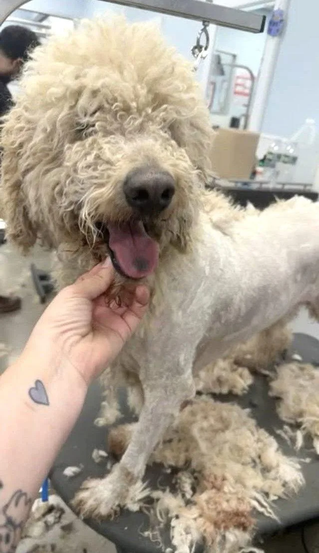 Fluffy Now Known As thumbnail 3