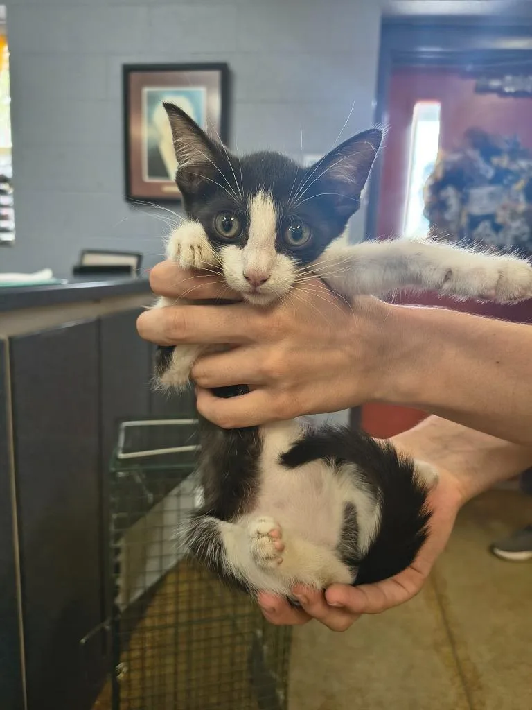 A baby large-sized female Domestic Short Hair cat named Trixie Mattel for adoption in Brownwood, TX