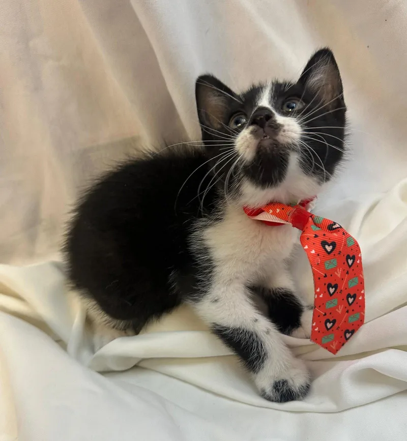 A baby medium-sized male Domestic Short Hair cat named Flick for adoption in Margate, FL