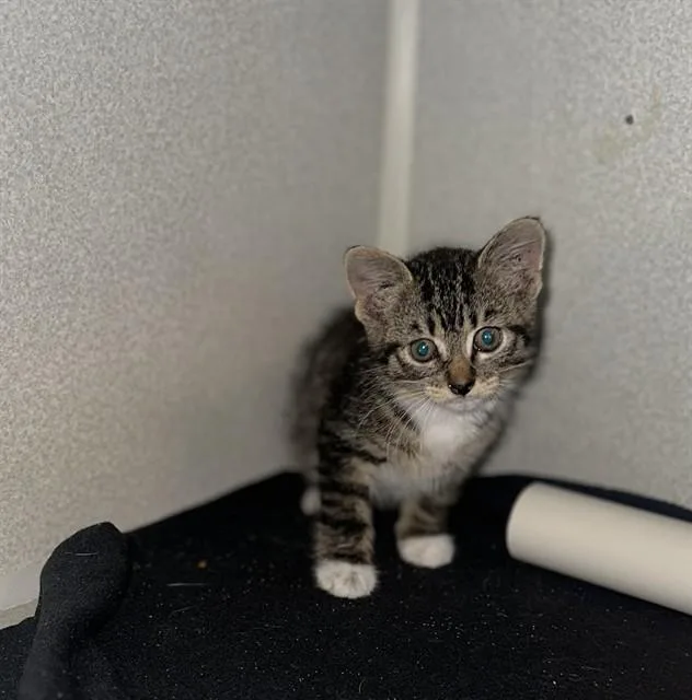 A baby small-sized female Domestic Short Hair cat named Bobbi for adoption in Dallas, TX