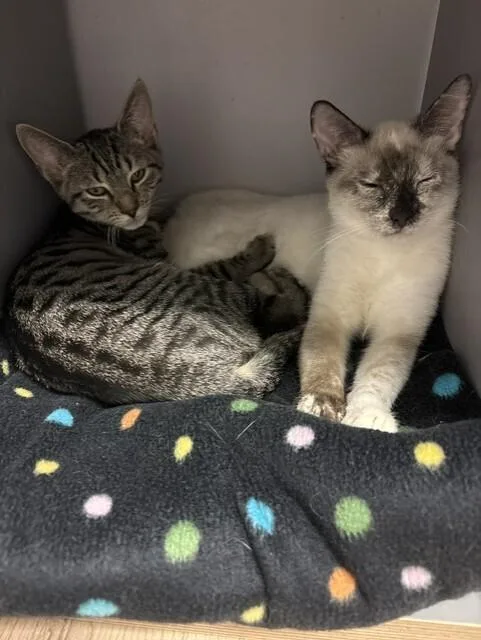 A baby medium-sized female Domestic Short Hair cat named Twila for adoption in Hudson, NH