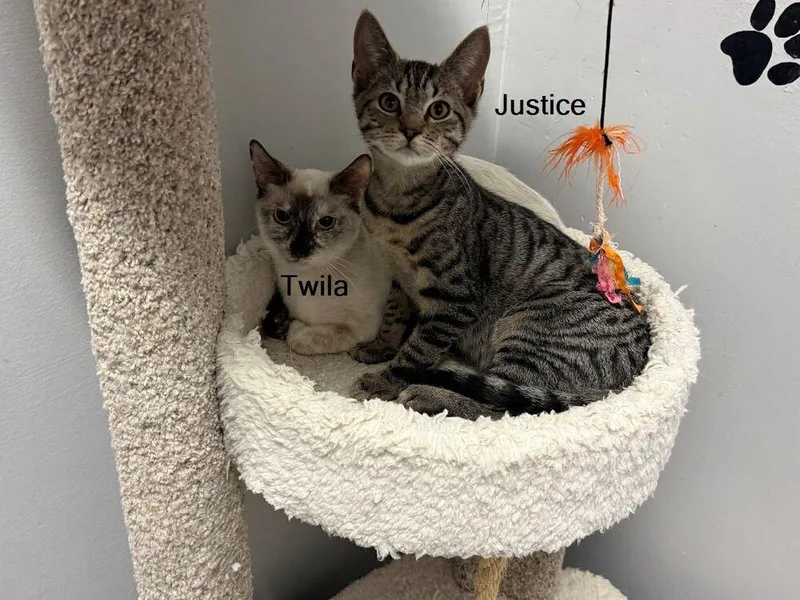 Twila thumbnail 3