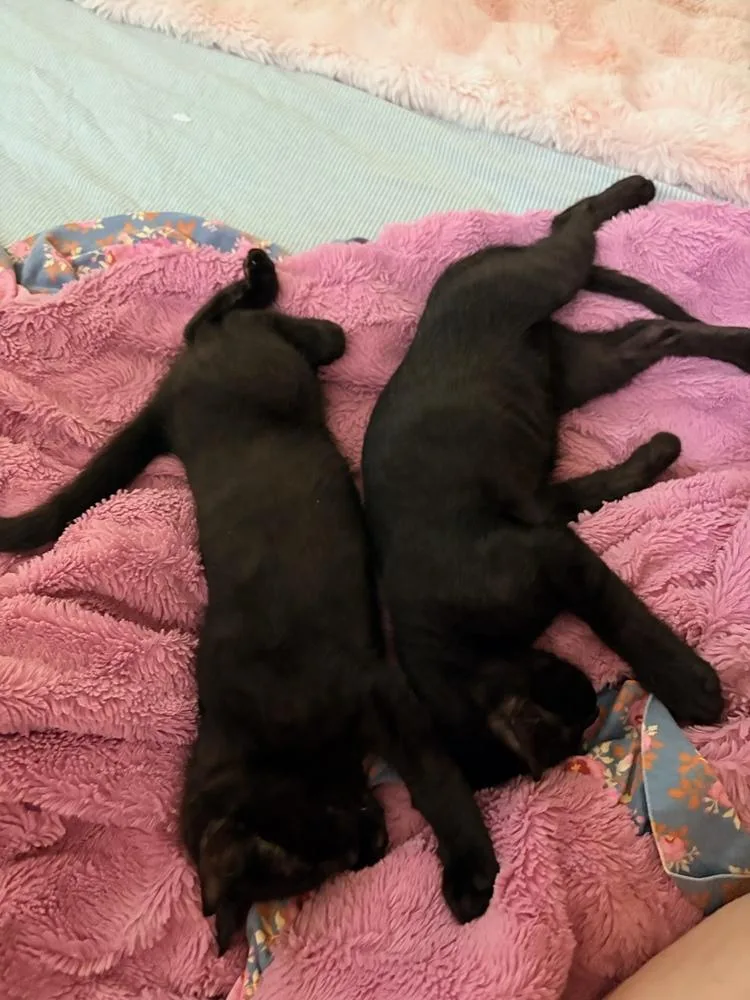 A baby small-sized male Black Domestic Short Hair cat named Pugsley for adoption in Dallas, TX