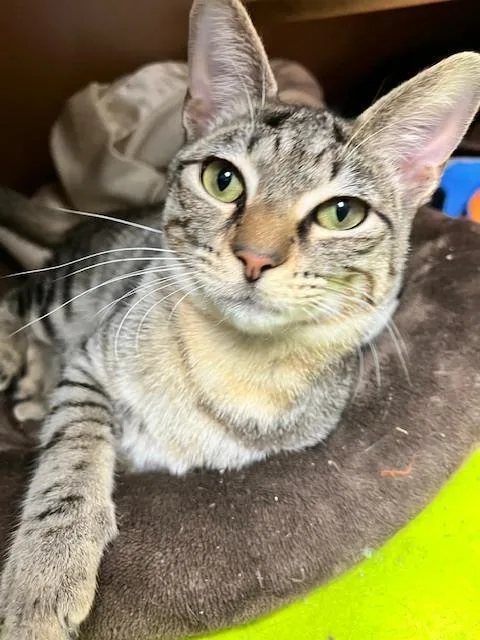 A baby medium-sized male Tabby (Brown / Chocolate) Domestic Short Hair cat named Scooby for adoption in Anoka, MN