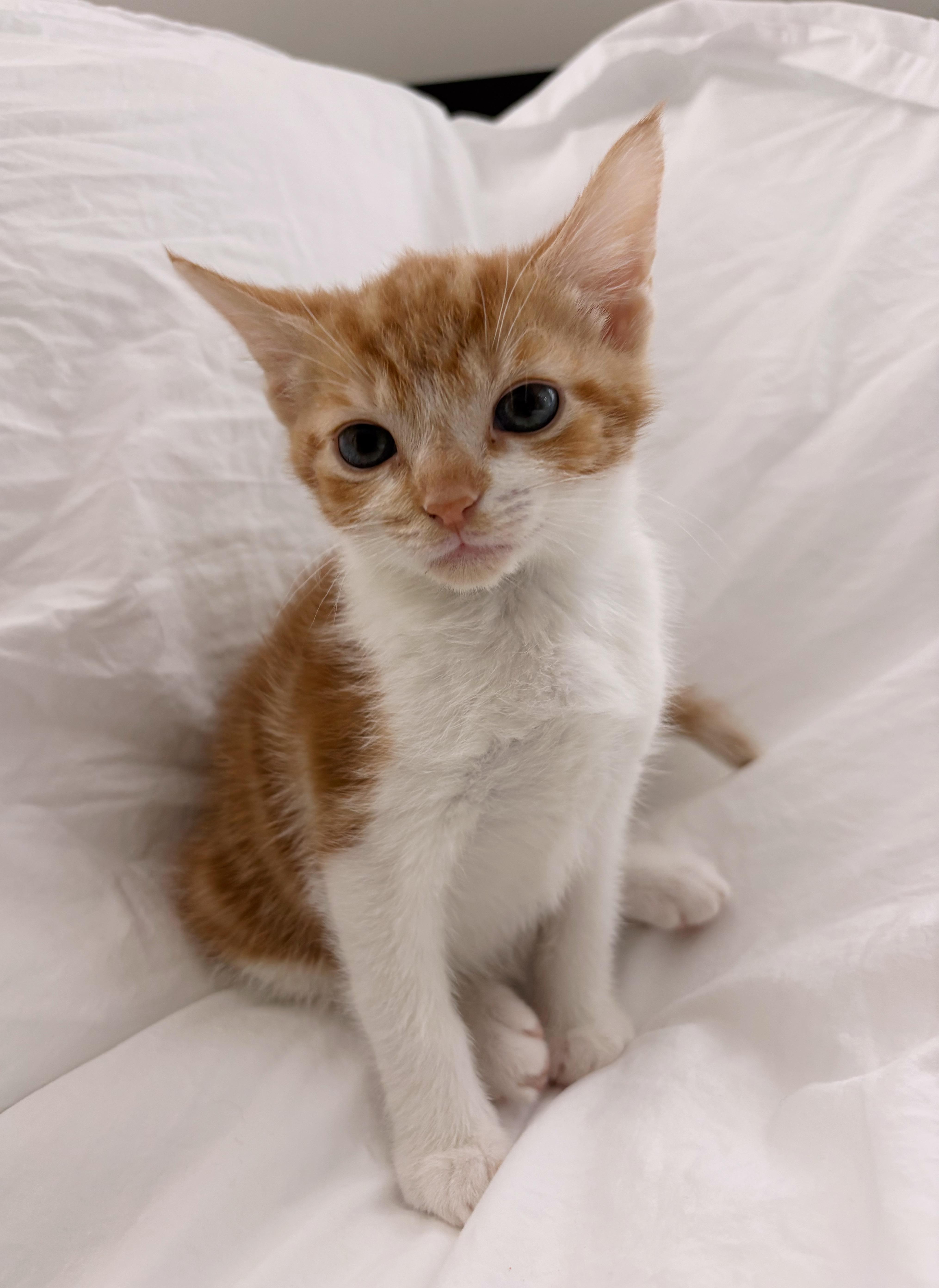 A young medium-sized male Domestic Short Hair cat named Scone for adoption in Mount Pleasant, SC